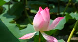 beautiful lotus in  pond.
 More similar image
http://footage.shutterstock.com/clip-2203744-stock-footage-beautiful-lotus.html