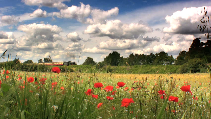 Steam train and a field of poppies