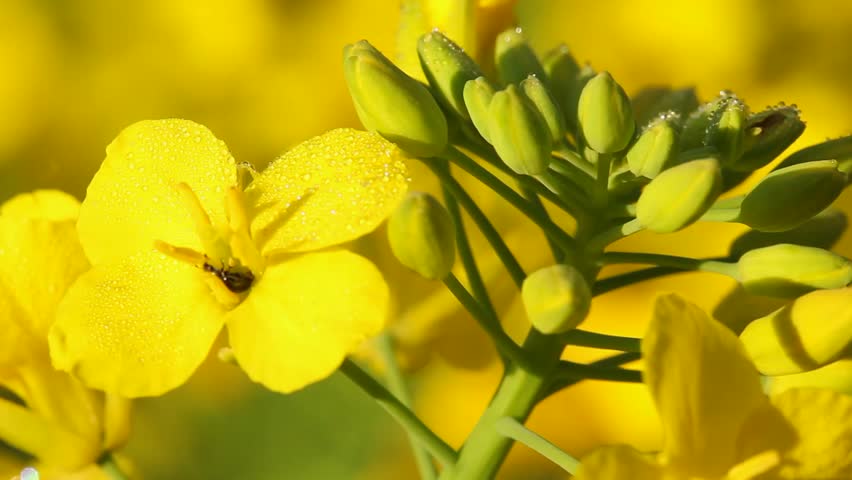 Rape seed field flowering close up