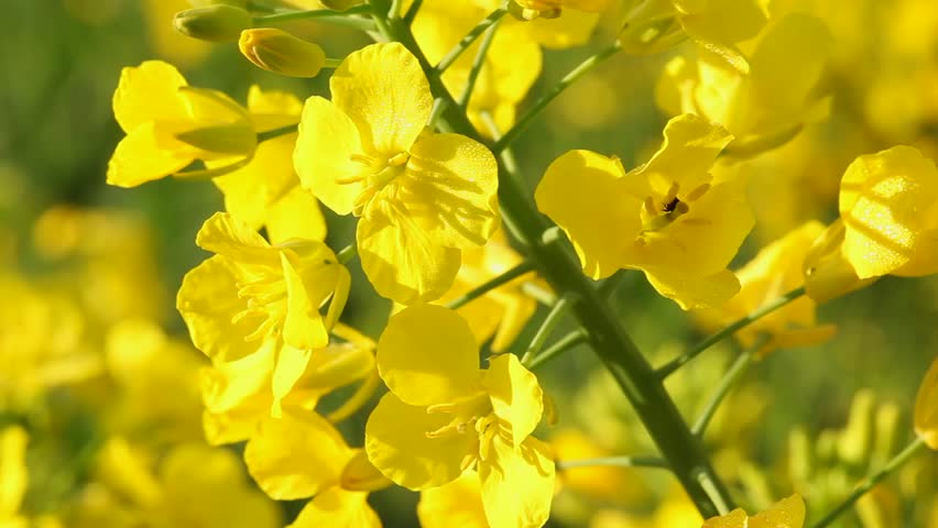 Rape seed field flowering close up