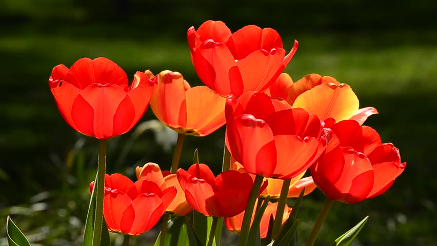 Spring tulips backlit with sunlight with bug crawling on flower petal