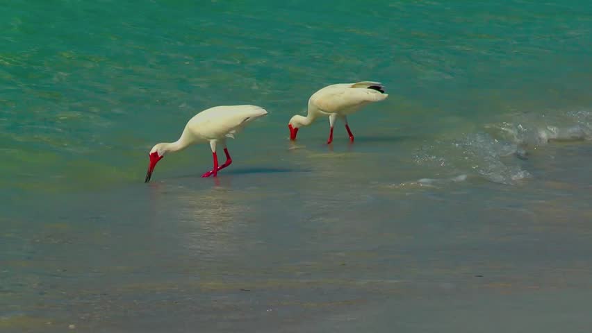 Ibis in Gulf of Mexico