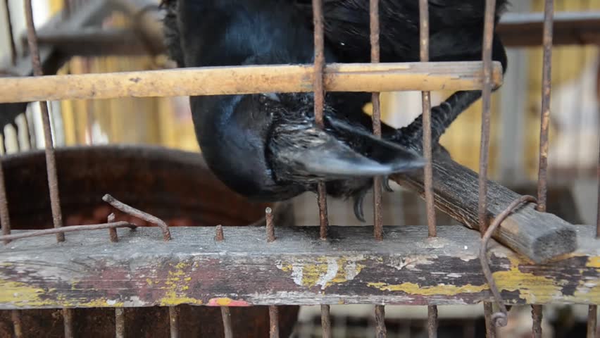 Blind crow biting at wire cage bars