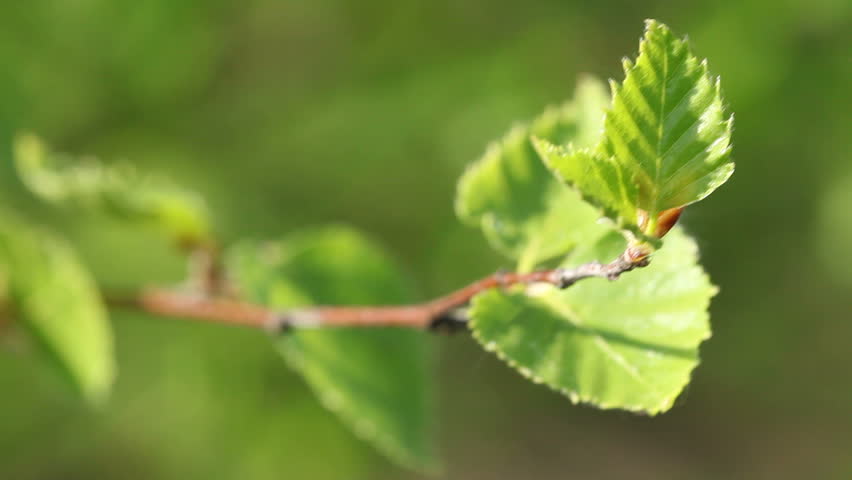 Birch tree sprout in the spring - slight wind movement