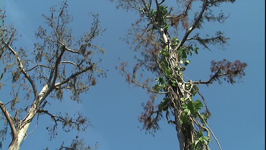 tilt down large cypress to cypress garden, Cypress Gardens, FL