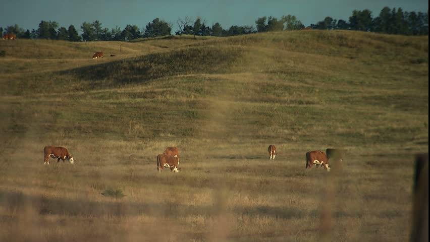 grazing cattle to weeds