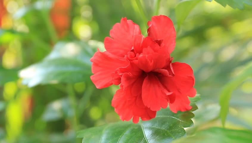 Hibiscus Flower
