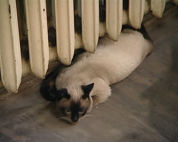 cat lay and warm under old cast iron block radiator.