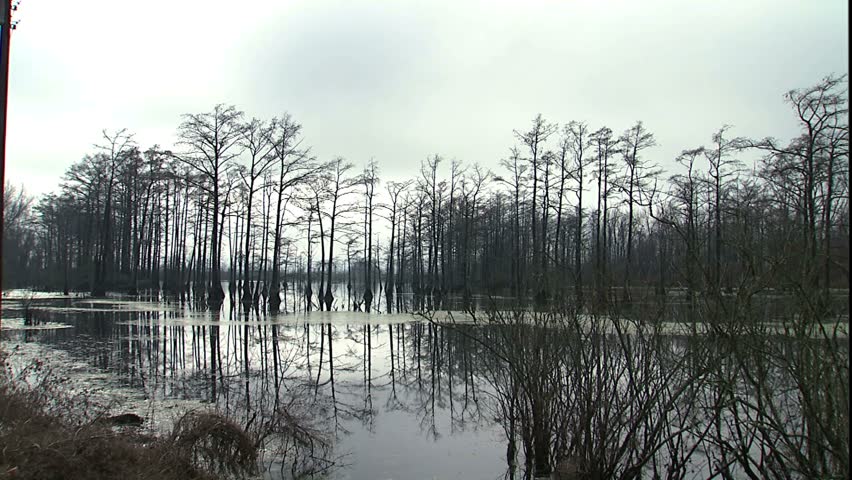 Louisiana Cypress Swamp