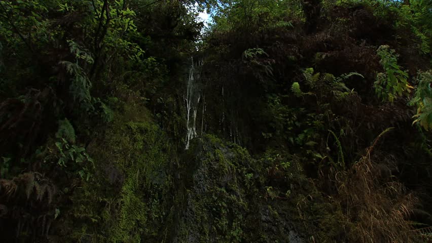 water tricking down embankment in rain forest