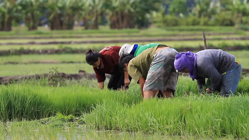 PHETCHABUN - MAY 10: Farmers cultivate rice on May 10, 2011 in Phetchabun, Thailand.