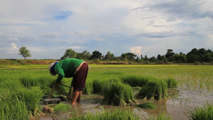 PHETCHABUN - MAY 10: Farmers cultivate rice on May 10, 2011 in Phetchabun, Thailand.