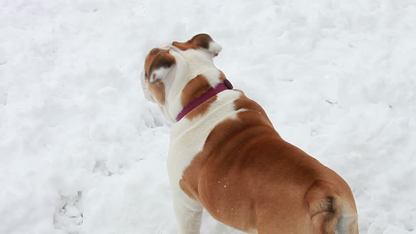 Bulldog on the snow