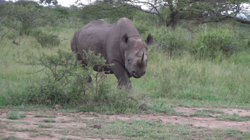 Black rhino walks towards camera