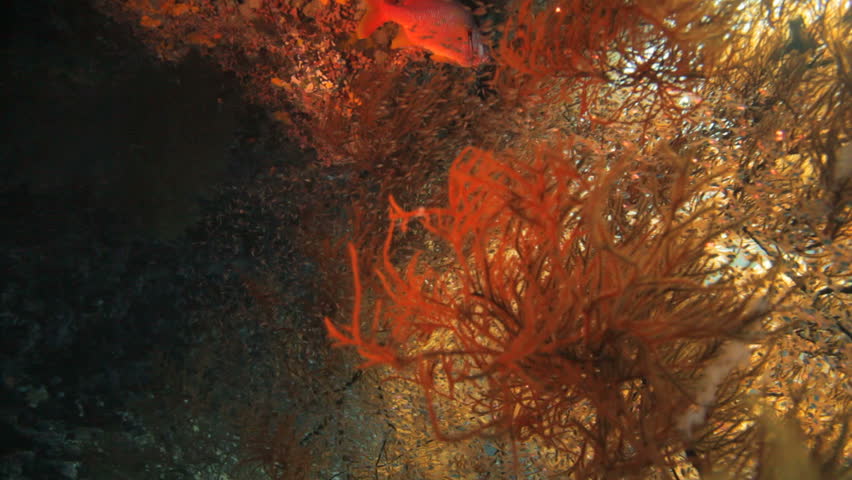 squirrel fish hidden on the black coral and shoal of glass fish