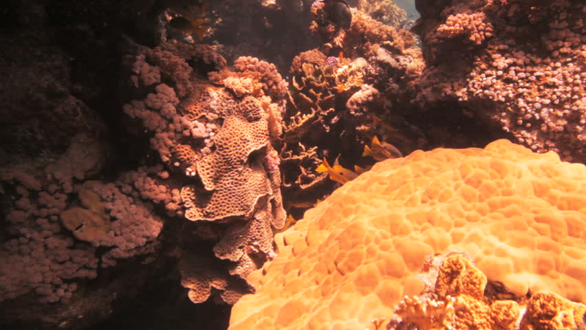 shoal of yellow striped snapper fish hidden behind the corals