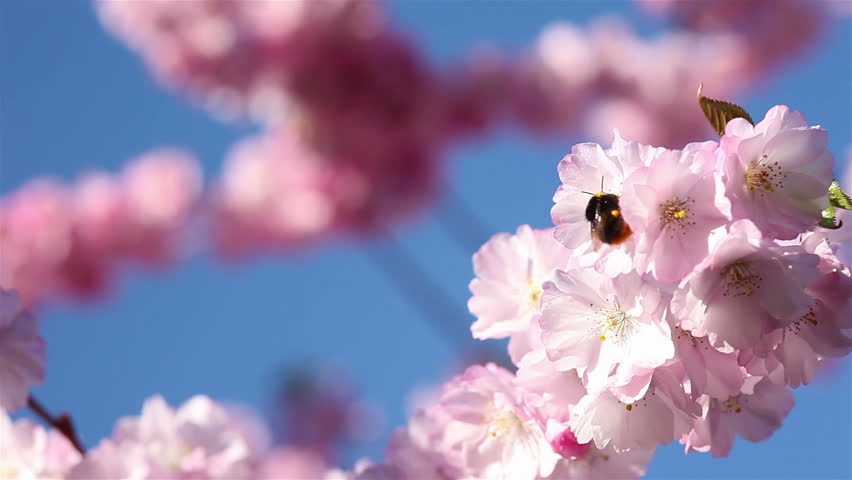 Bee pollinating cherry blossoms in spring
