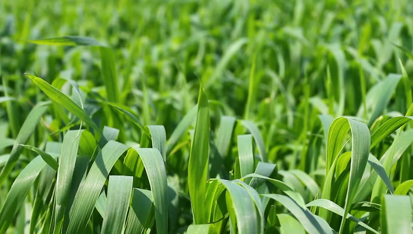 Green corn field
