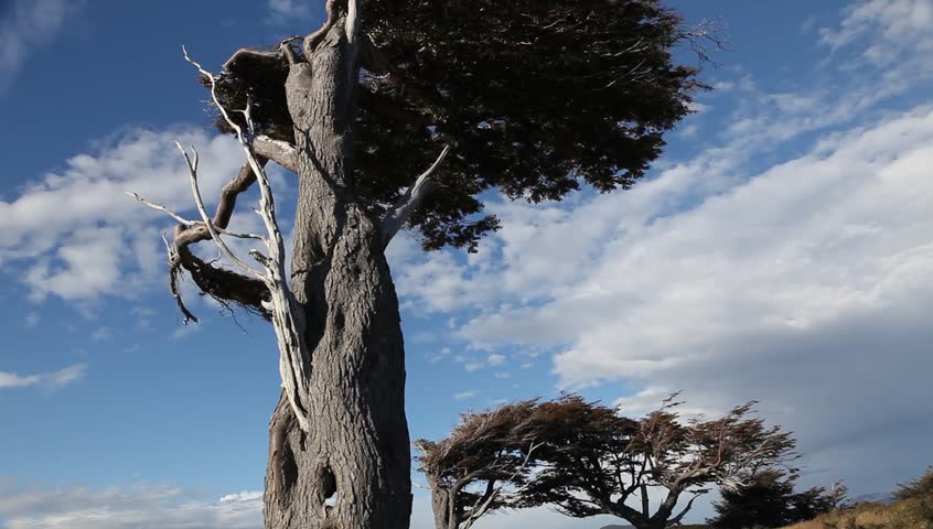 the wind shaped trees in Ushuaia in Tierra del Fuego