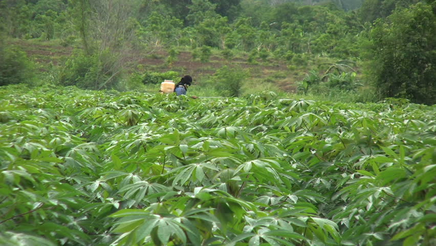 An Asian farmer sprays chemicals on his lush green cassava field in Western Thailand.