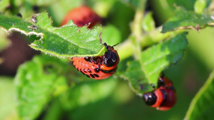colorado beetle larva (leptinotarsa decemlineata) - agriculture pest, timelapse