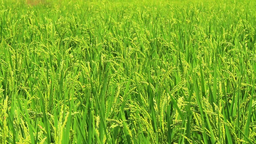Environmental Field