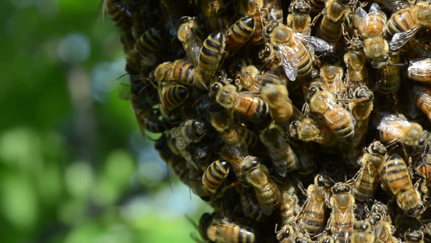 A swarm of European honey bees clinging to a tree