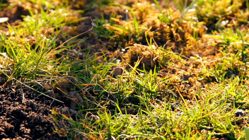 First spring snowdrops from fresh soil. Sunny day. HD1080p. Dolly-shot.