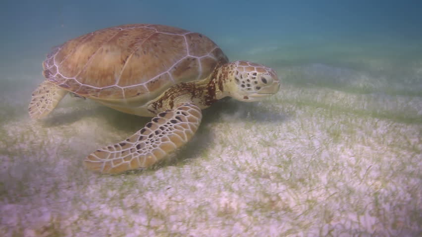 the loggerhead turtle filmed underwater in mexico