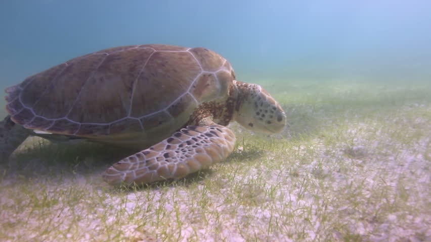 the loggerhead turtle filmed underwater in mexico