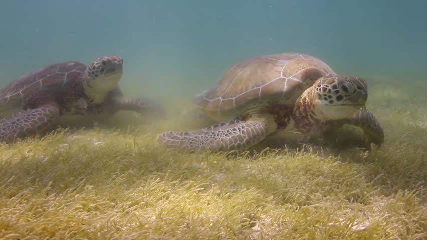 the loggerhead turtle filmed underwater in mexico