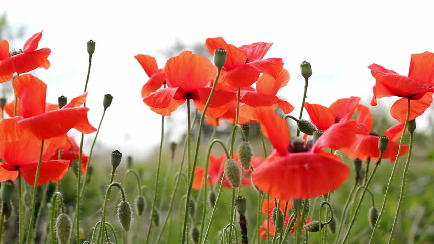 Red poppies swaying in the wind