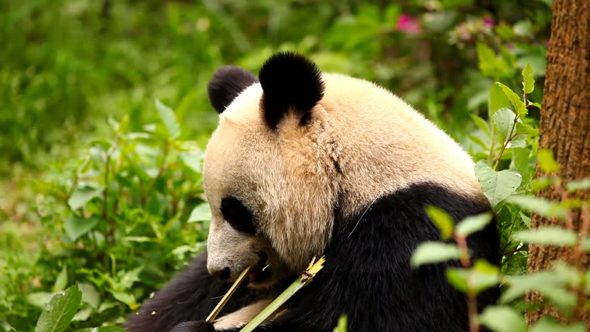 Giant panda bear eating bamboo