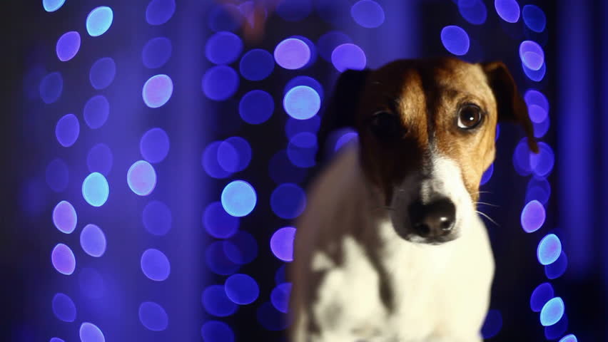 blue Background and dog