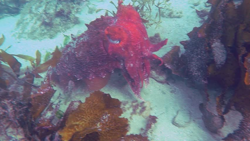 giant australian cuttlefish recorded at 1080p 60fps