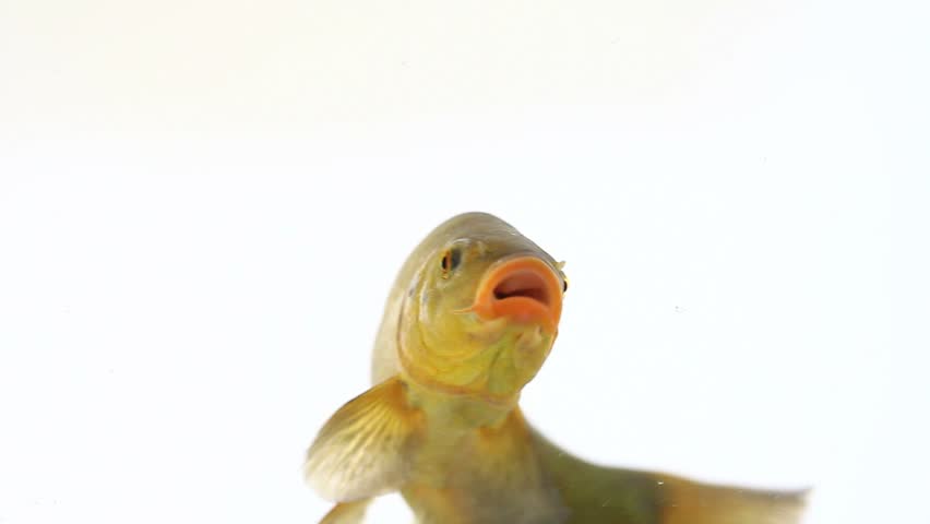 colored fish swimming free, carp, tench