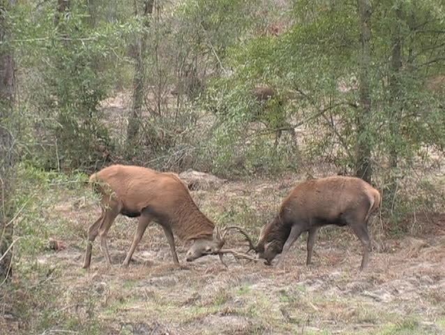 Red stag deer fight for territory.