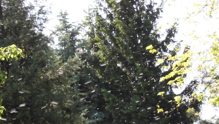 Flying Cotton Wood  Tree Seeds and Pollens In Spring 