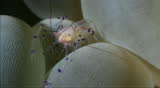 Bubble Coral Shrimp with eggs