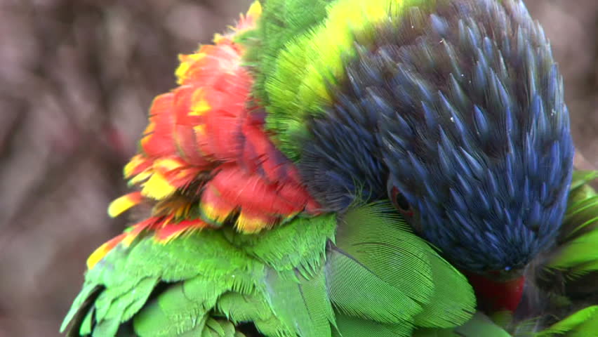Close up shot of a colorful parrot cleaning itself then takes off and flies away.