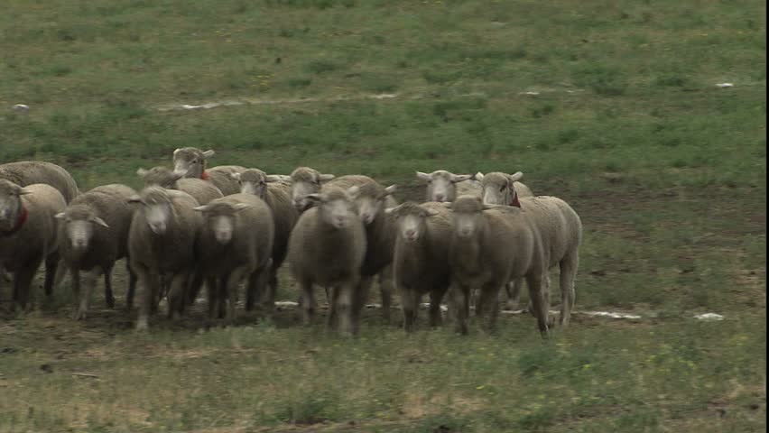 Dog working large herd, this is an australian sheep dog, Meeker, Colorado