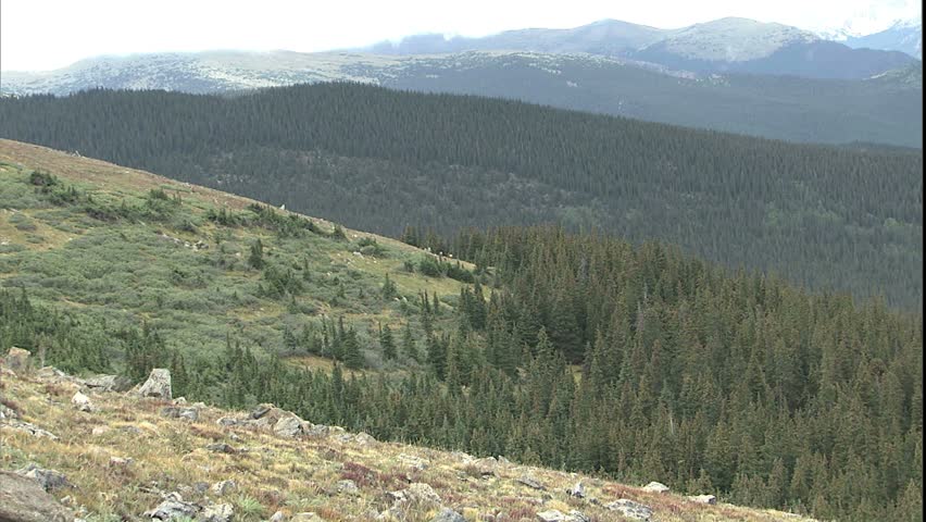 Rocky Mountains zooming to elk grazing in mountain meadow on mt. Evans, Colorado