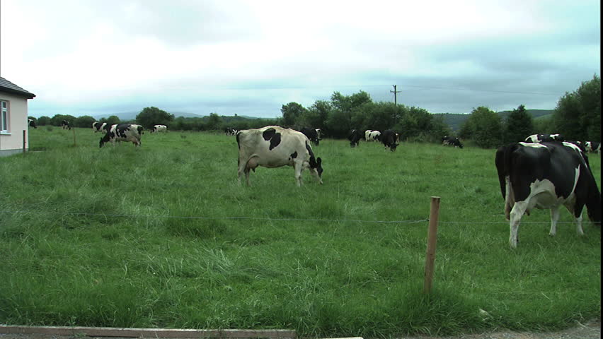 pan dairy cattle grazing to father holding small boy looking at cattle, Nire Valley, Ballymacarbry, Co. Waterford