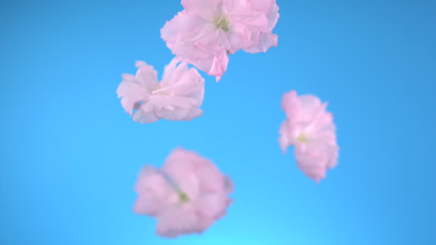 Cherry blossom flowers falling  shooting with high speed camera, phantom flex.