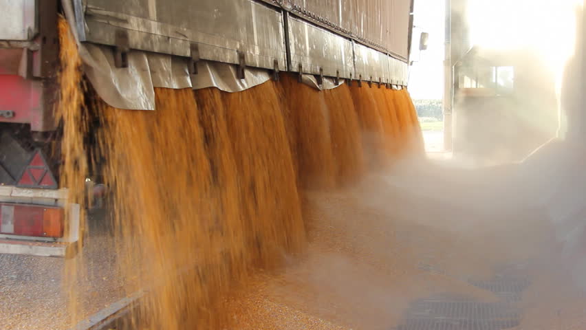 Loading Corn into the Silo