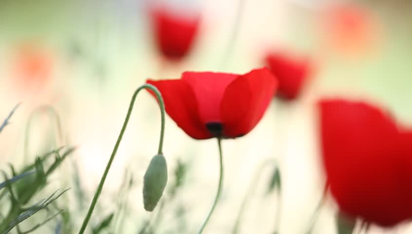 poppy field