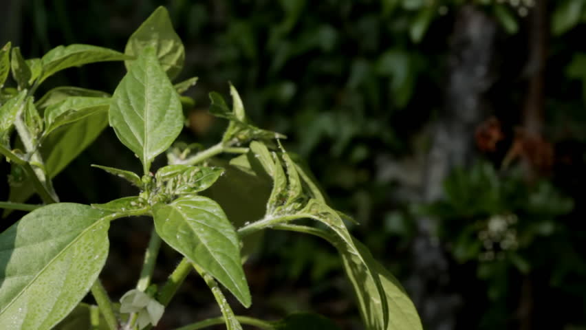 Insecticide