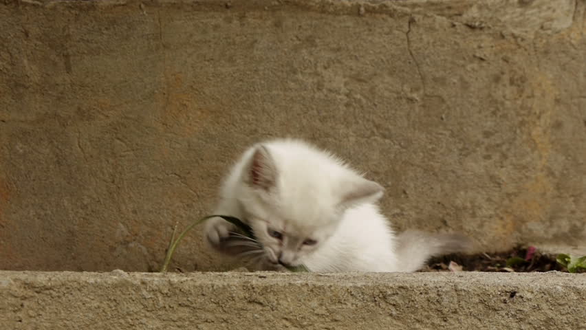Kitten Fighting Grass Stalk (HD). Blue eyed one month old kitten playing and biting a tall grass stalk.