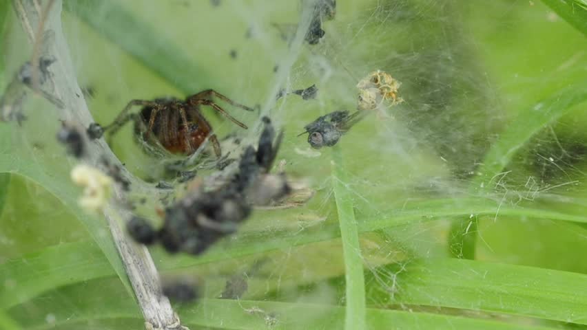 Header of Agelena labyrinthica