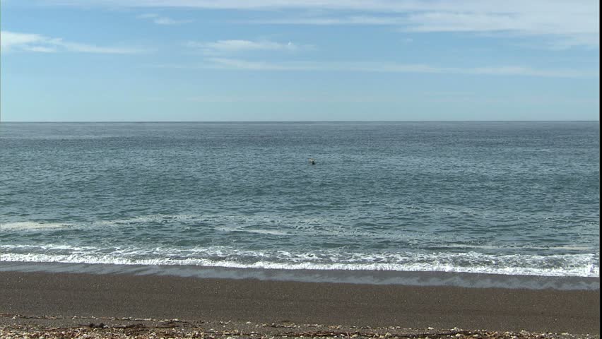 baby tail in air, frolicking with other orcas